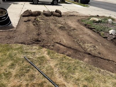 Free grass sod (lots available)