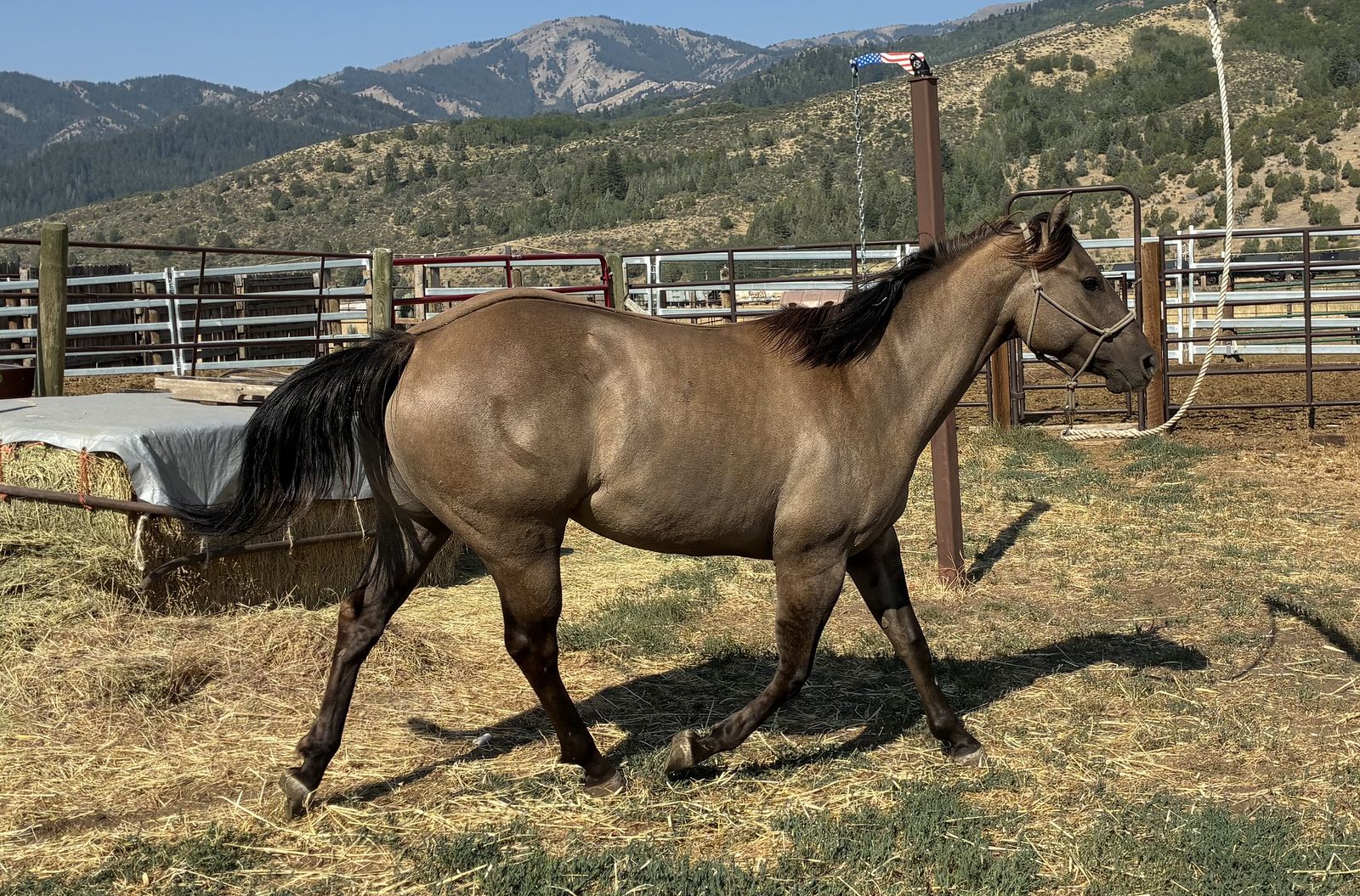 AQHA Grullo mare 2 in 1 package