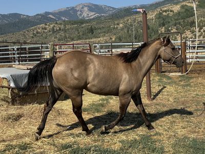 AQHA Grullo mare 2 in 1 package