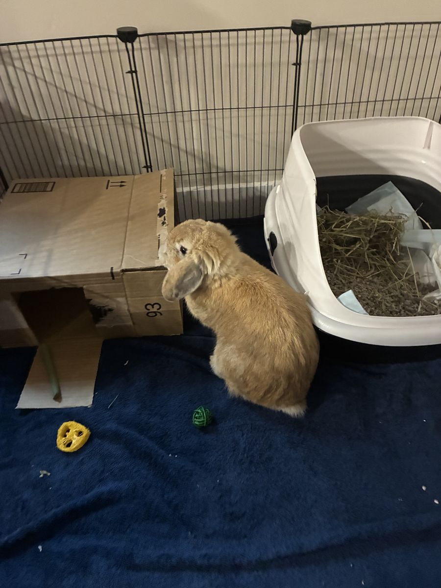 Holland lop
