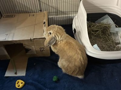Holland lop