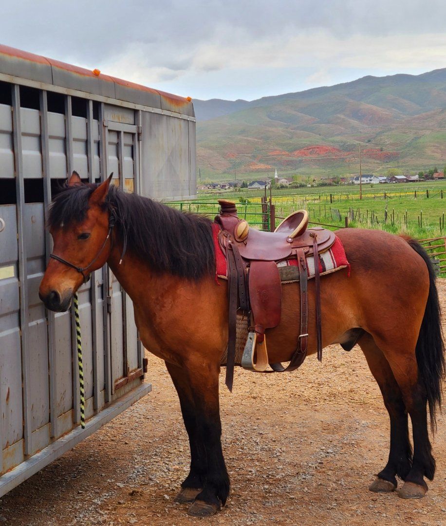 15 yr old Half Draft