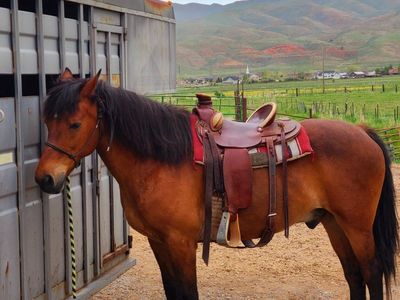 15 yr old Half Draft