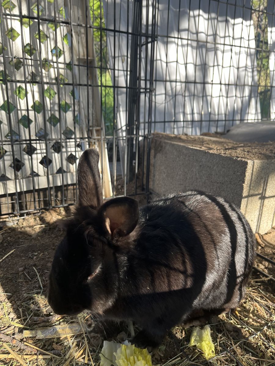 FREE, 3 bonded pet rabbits to good home