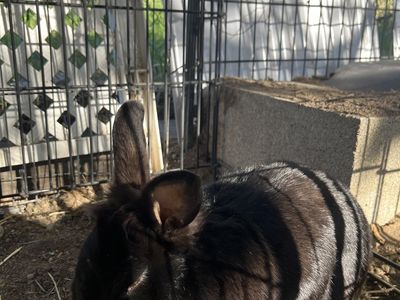 FREE, 3 bonded pet rabbits to good home