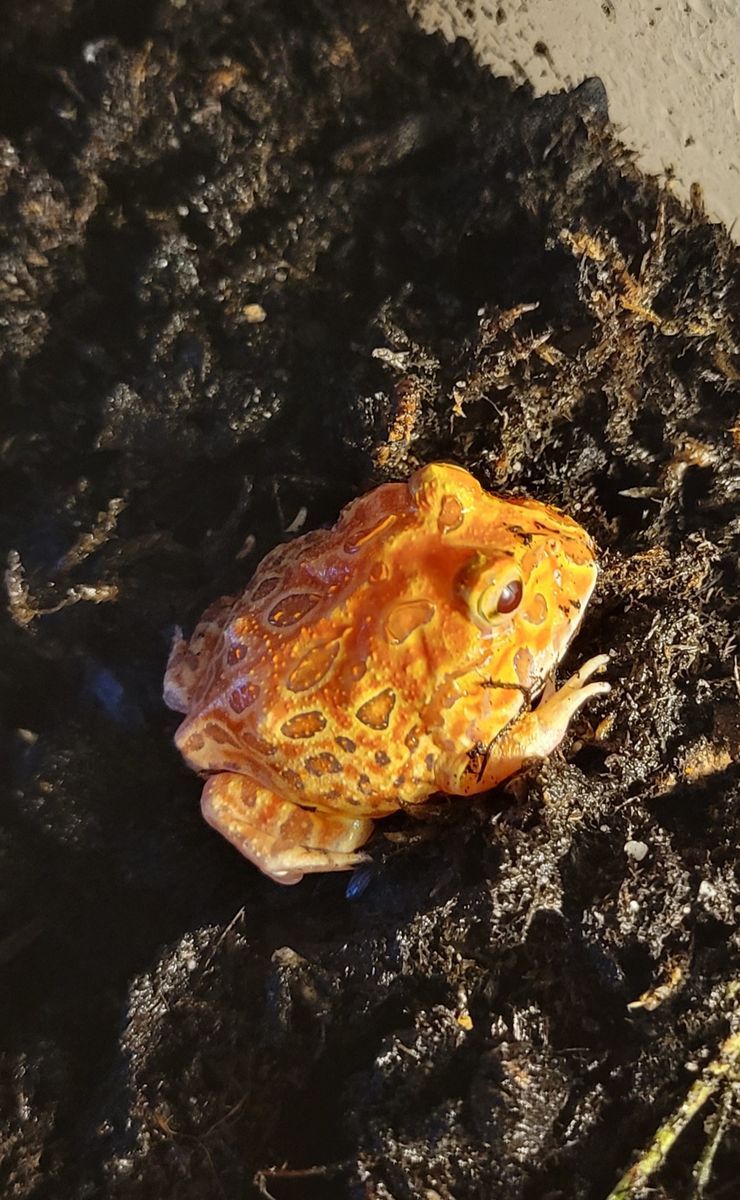 Juvenile Strawberry Albino Pac-man Frog