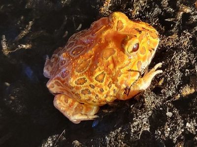 Juvenile Strawberry Albino Pac-man Frog