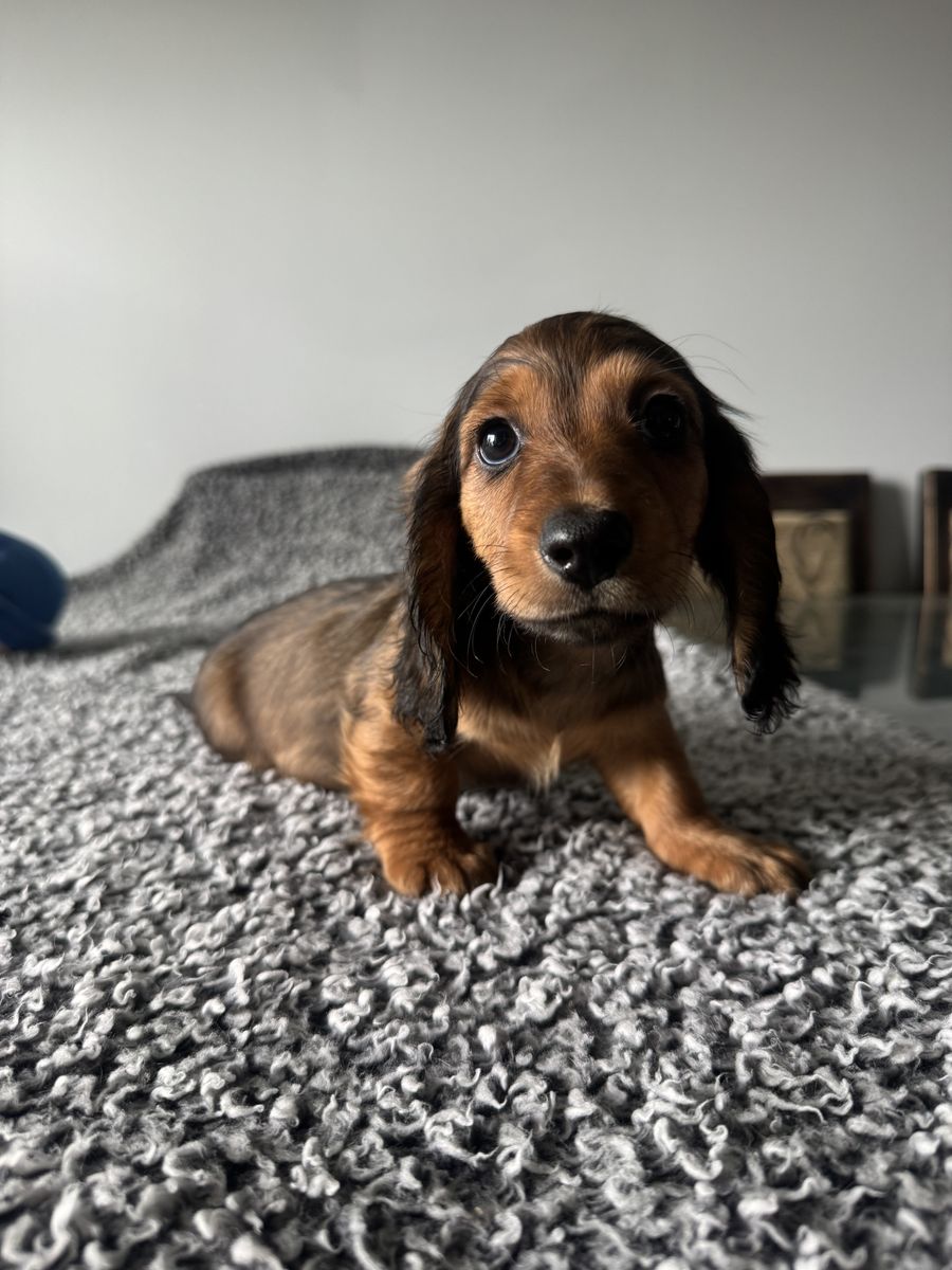 Mini Dachshund pups