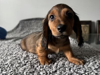 Mini Dachshund pups