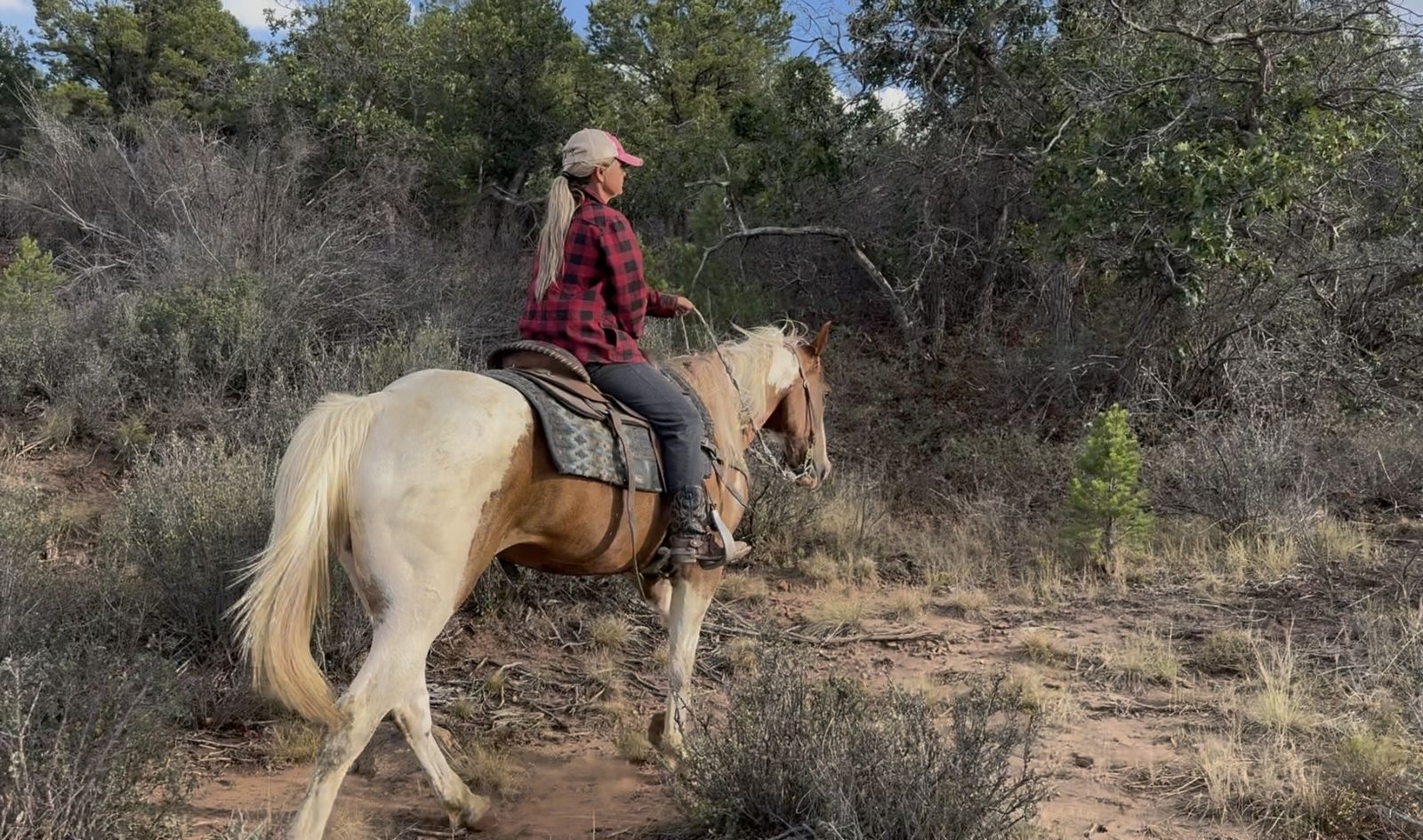 Fun solid broke paint gelding!