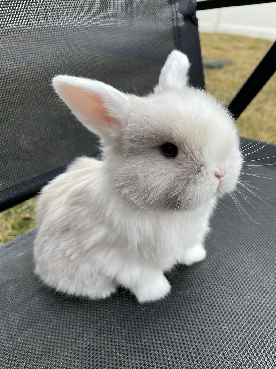 Pedigreed Holland Lop - Male