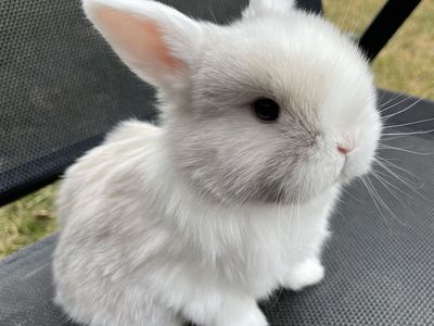 Pedigreed Holland Lop - Male