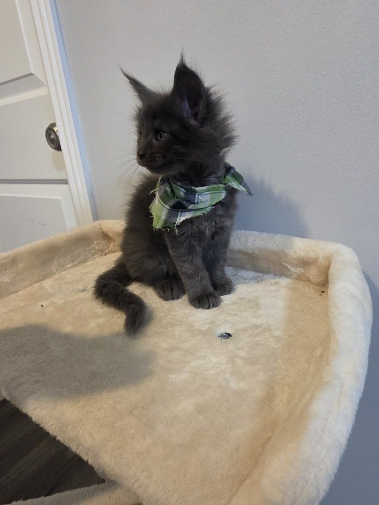 European Maine Coons