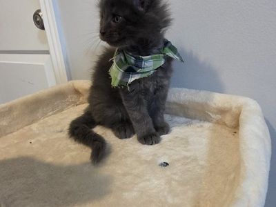 European Maine Coons