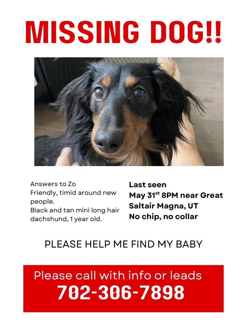 Missing dog by Saltair