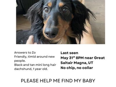 Missing dog by Saltair
