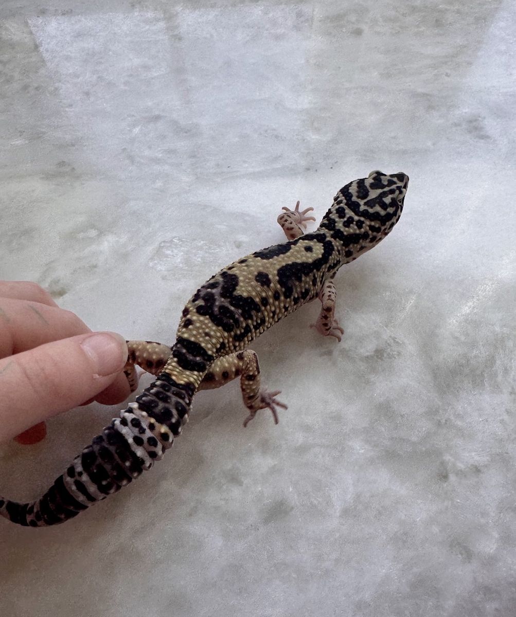 Leopard Gecko With Enclosure
