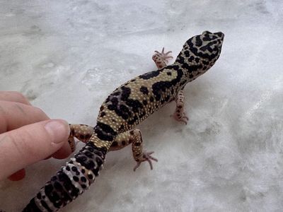 Leopard Gecko With Enclosure