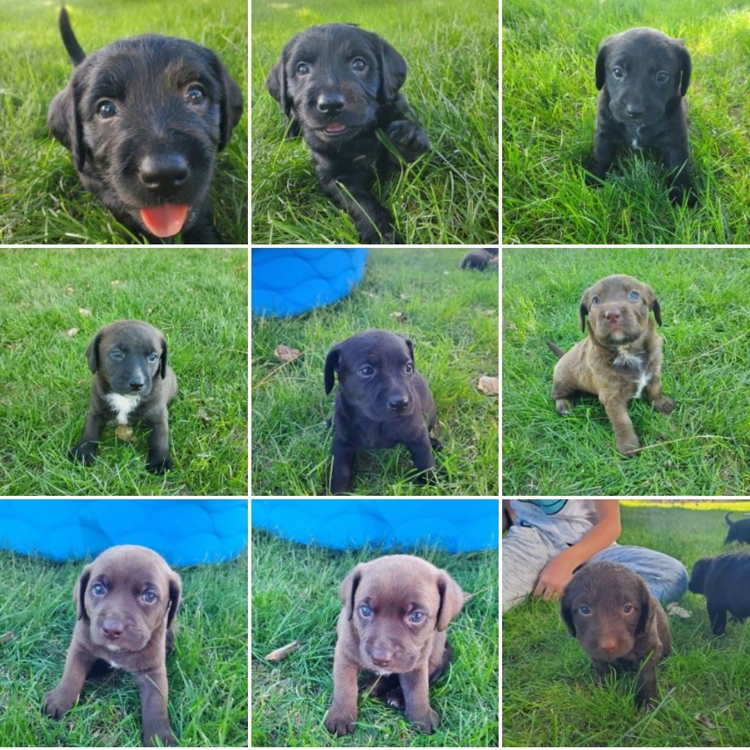 Silver Lab Mixes