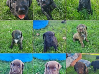 Silver Lab Mixes