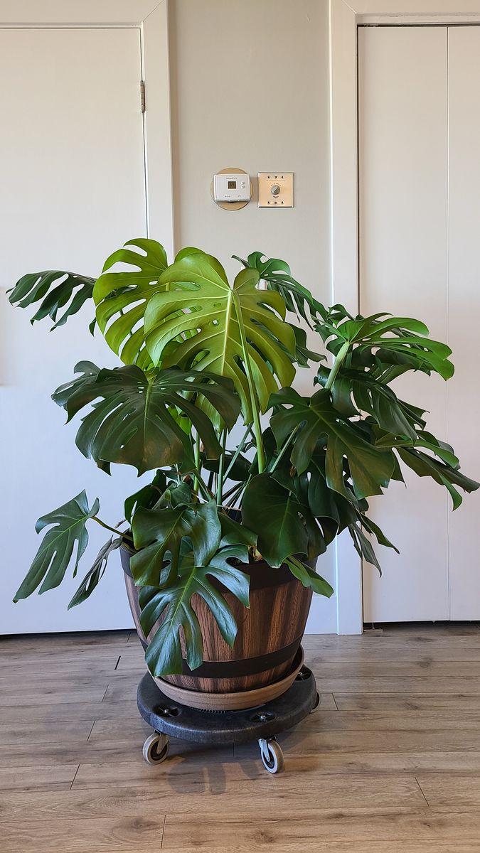 Monstera deliciosa
