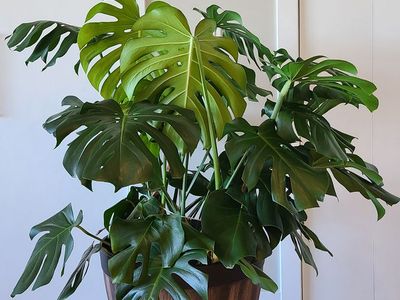 Monstera deliciosa