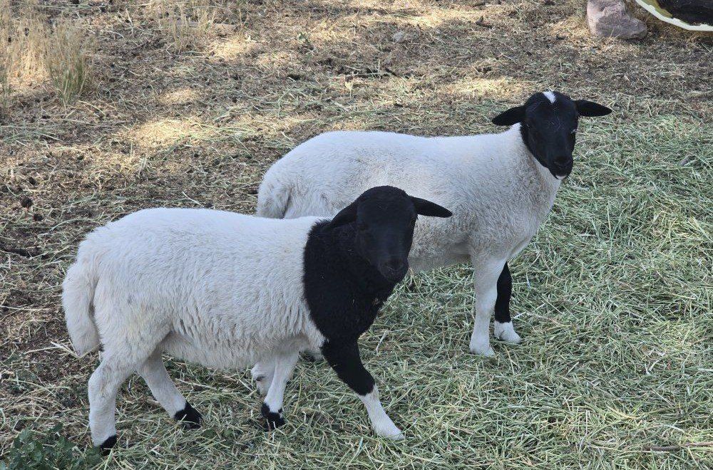 Dorper female lambs 11 weeks old