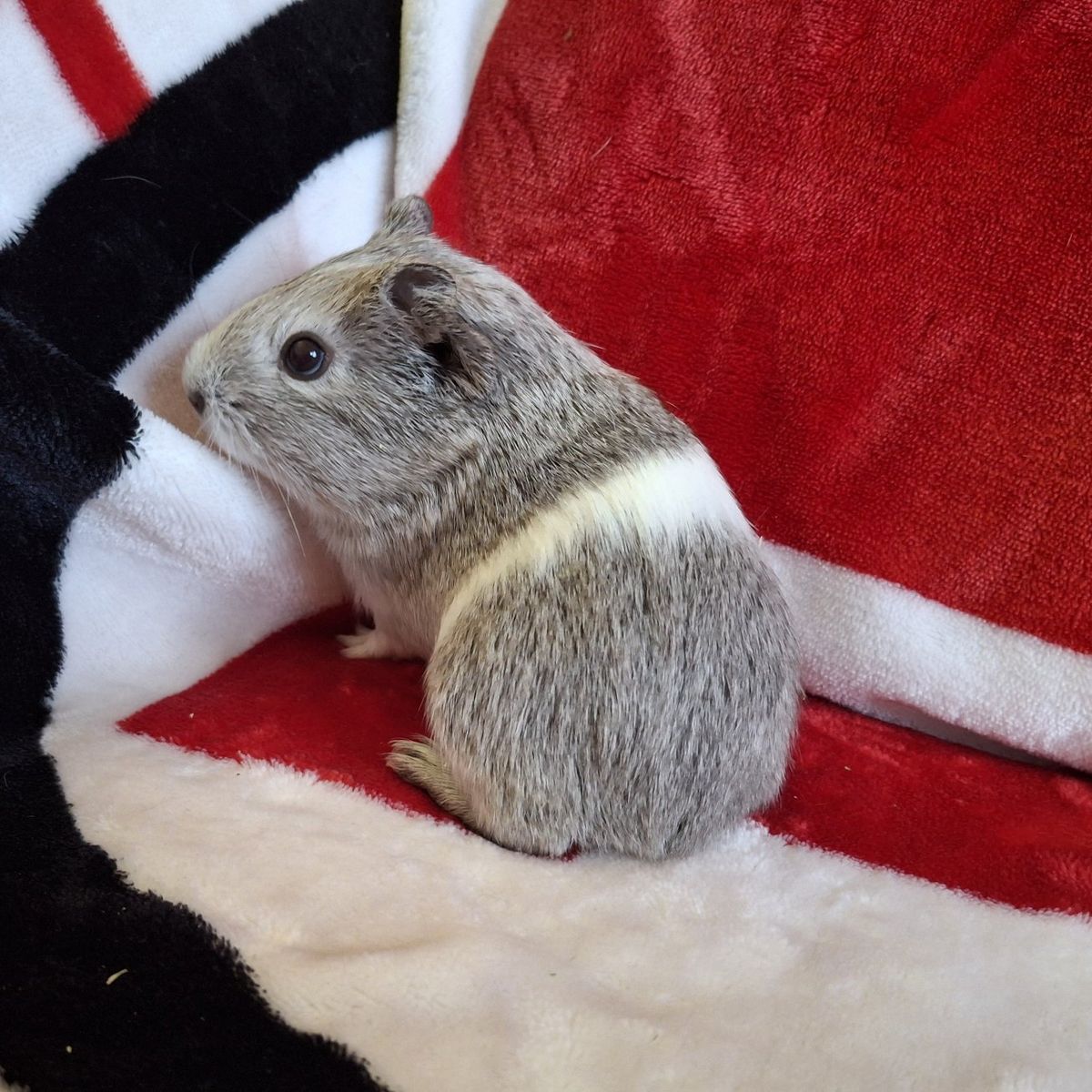 Baby Guinea Pig: Hagen