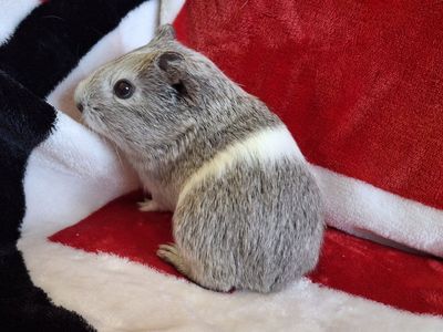 Baby Guinea Pig: Hagen