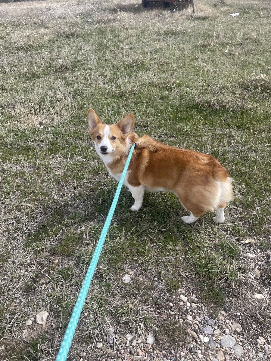 AKC PEMBROKE WELSH CORGI FEMALE