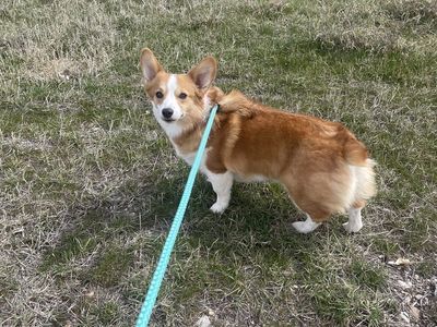 AKC PEMBROKE WELSH CORGI FEMALE