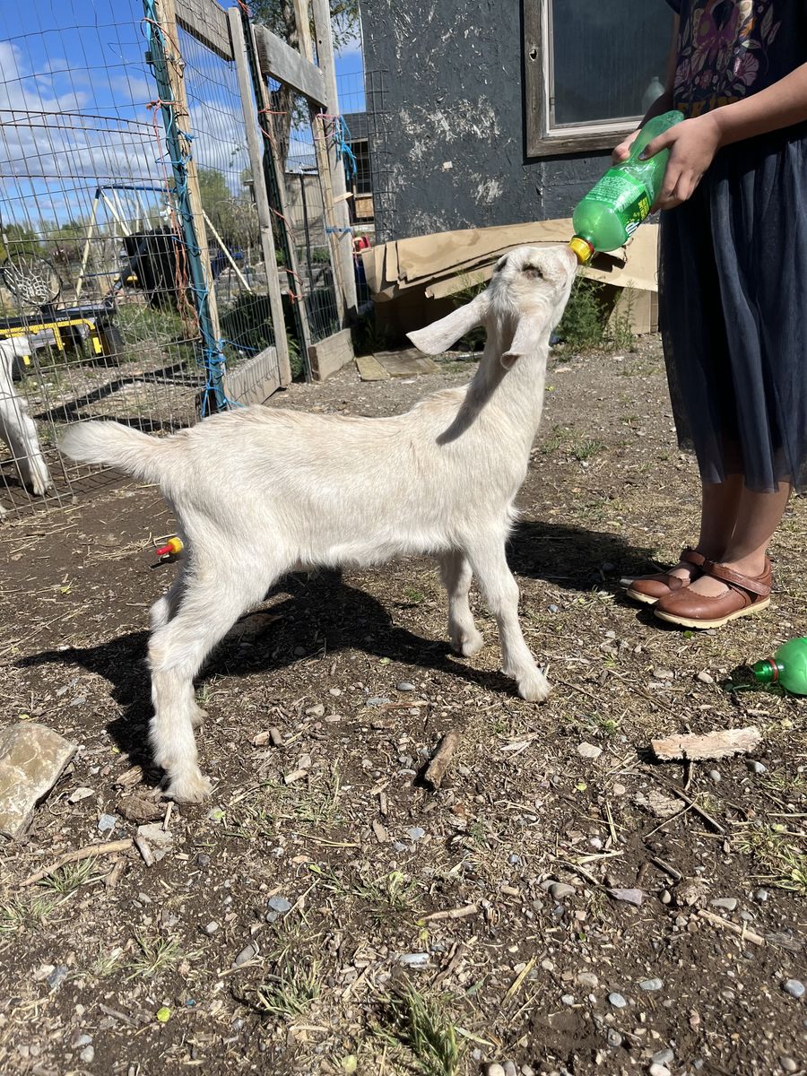Saanen/ Nubian Buckling Bottle Baby