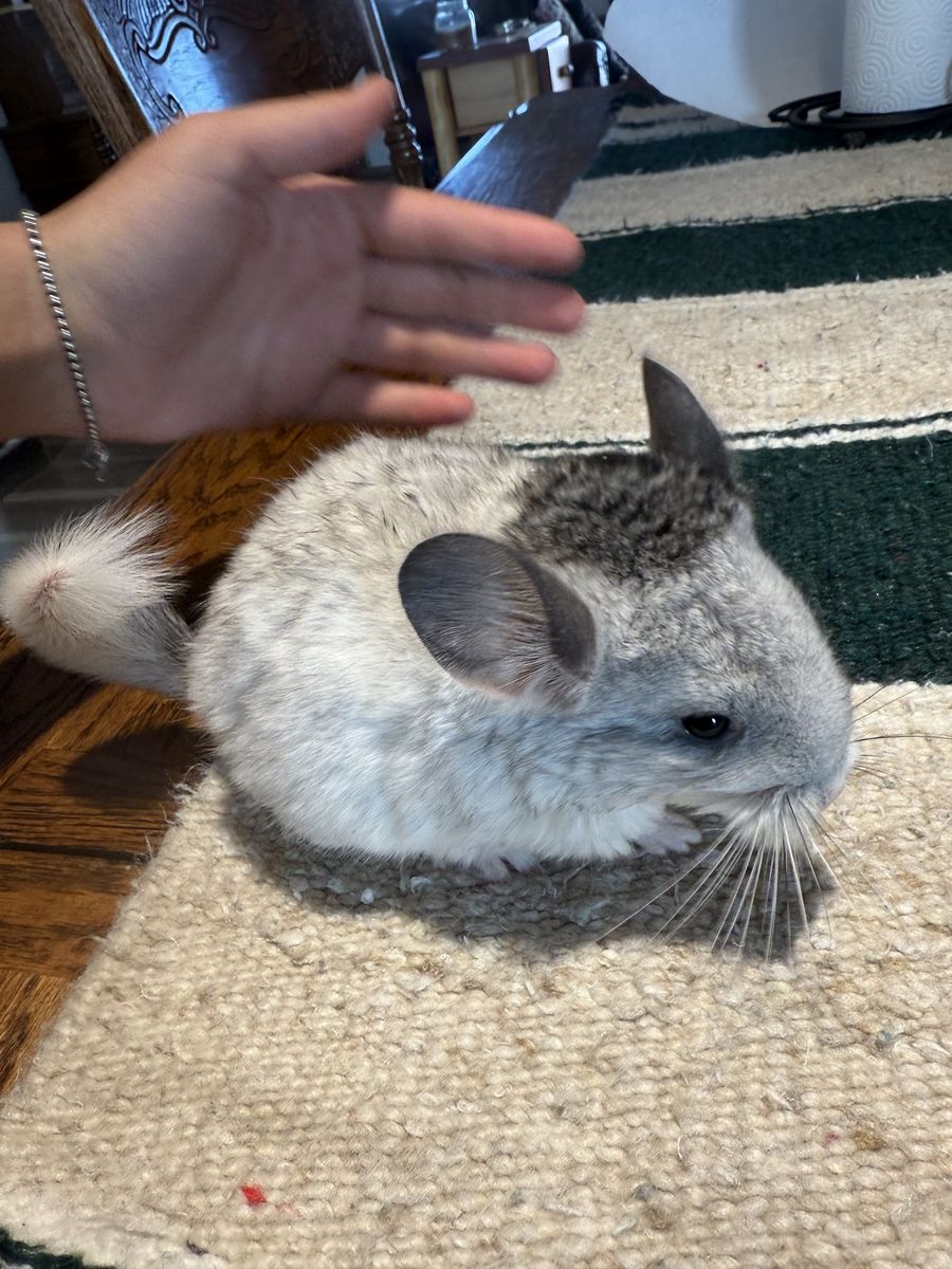 6 Week Old Female Chinchilla Baby