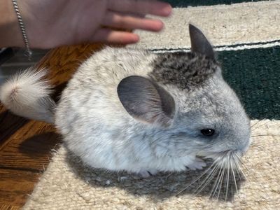 6 Week Old Female Chinchilla Baby