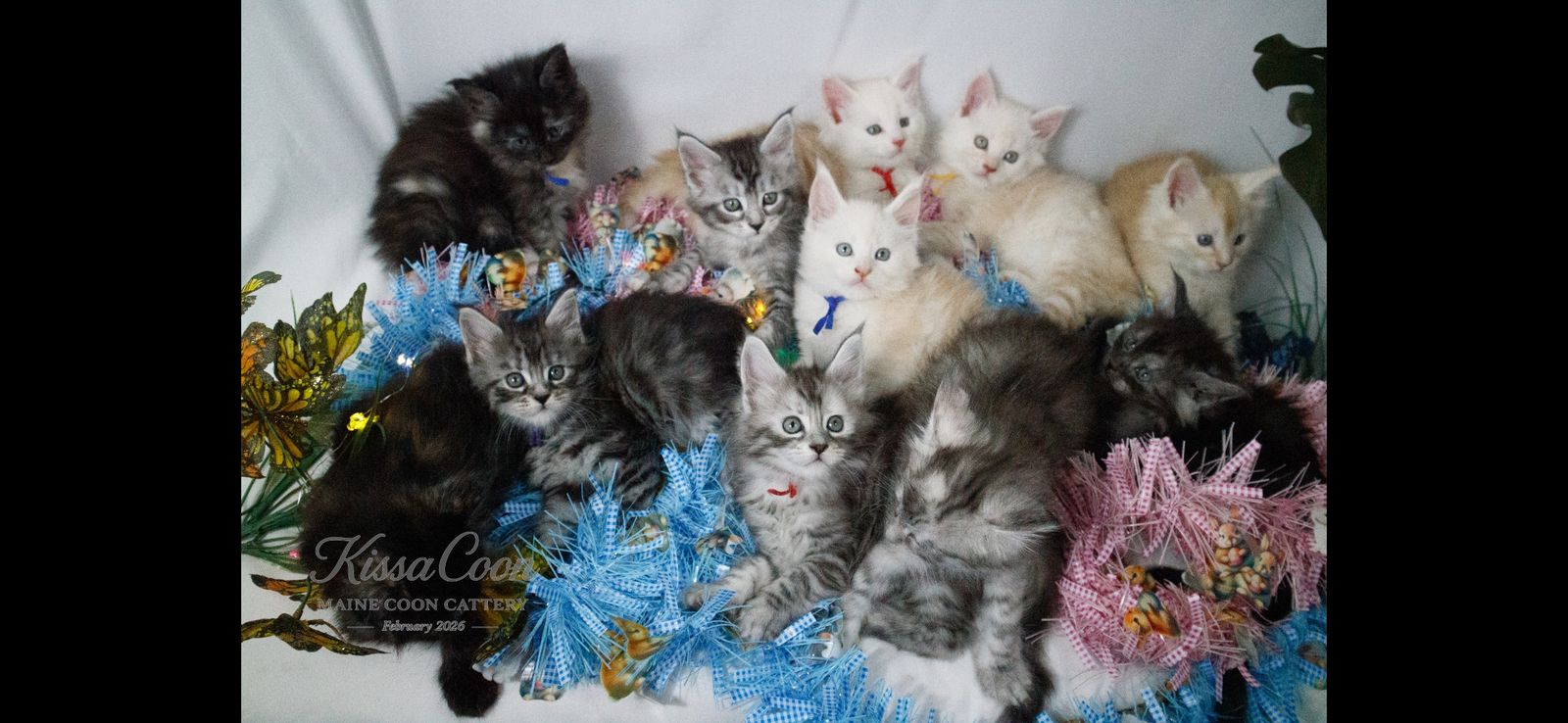 Stunning Purebred Maine Coon Kittens Ready for Forever Home