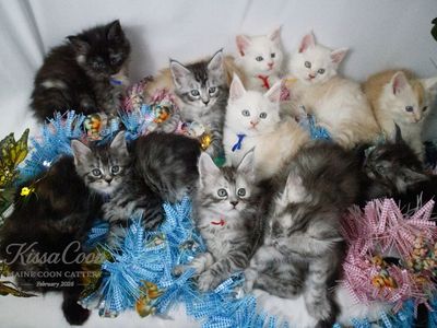 Stunning Purebred Maine Coon Kittens Ready for Forever Home