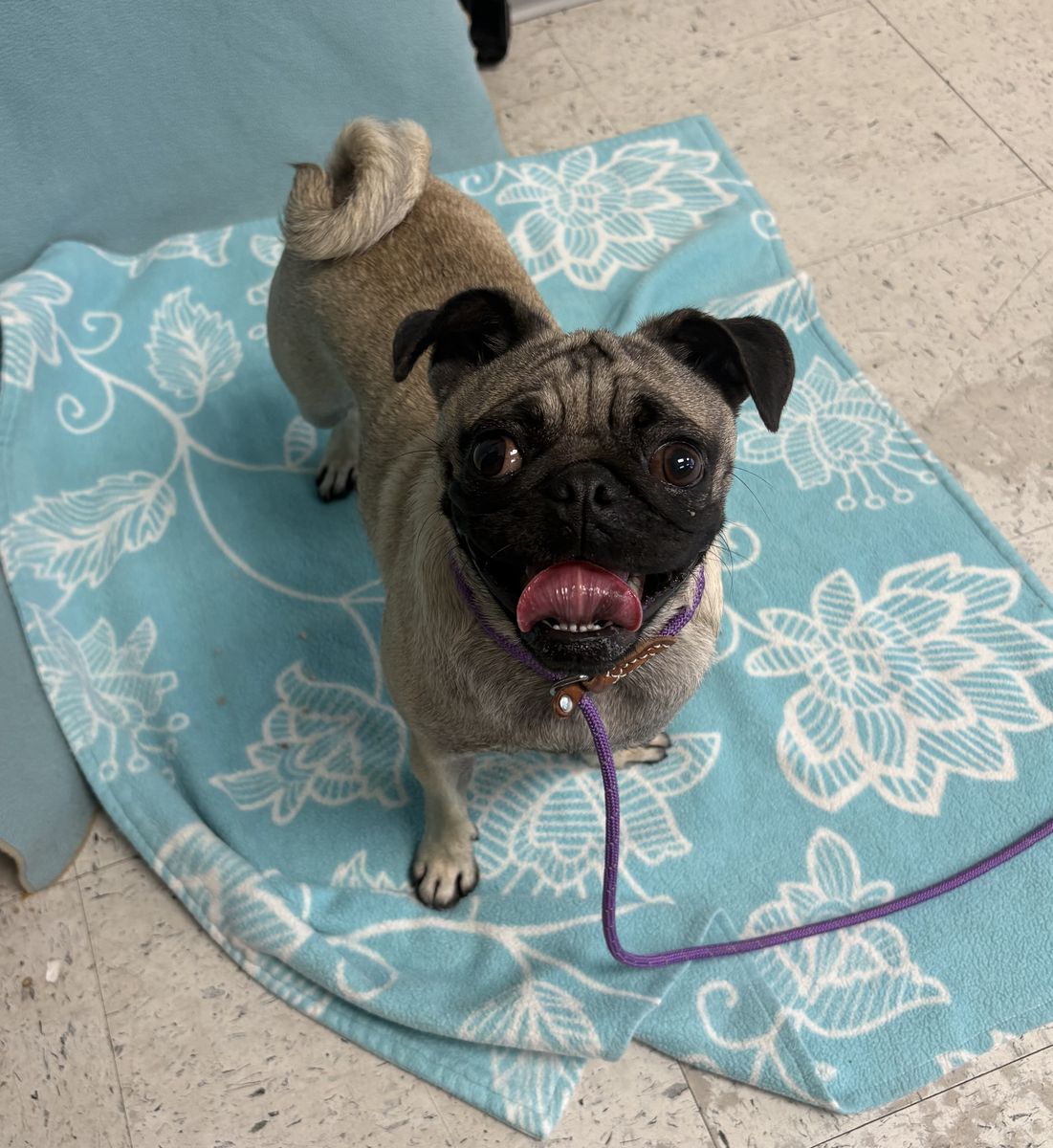 A163308 Potato Crisp is Available for Adoption!
