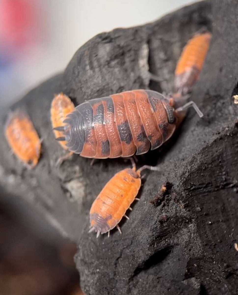 Isopods