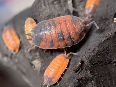 Isopods