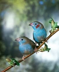 Red Cheeked Cordon Blues