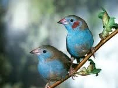 Red Cheeked Cordon Blues