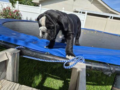Male English bulldog puppy