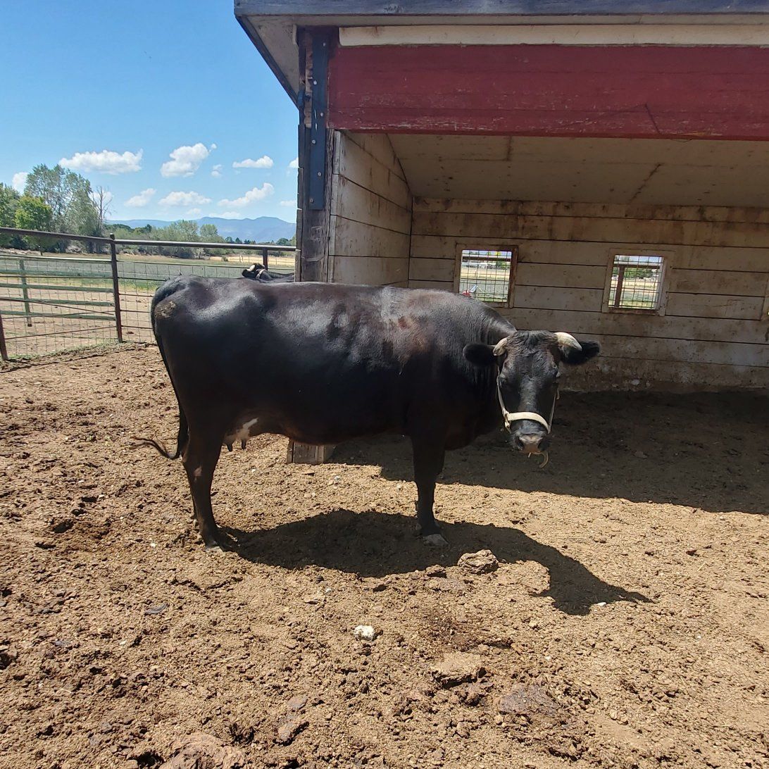 Sweet Milk Cow and Calf