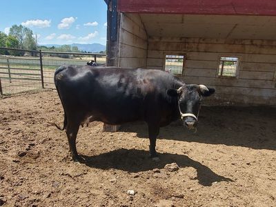 Sweet Milk Cow and Calf