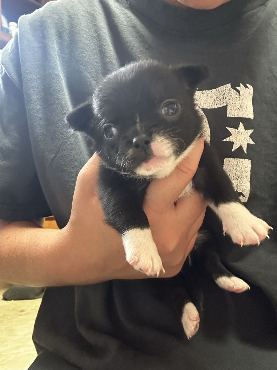 AKC chihuahua puppies