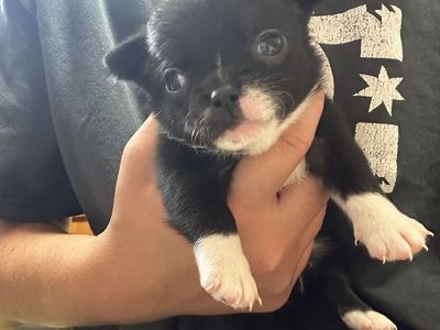 AKC chihuahua puppies