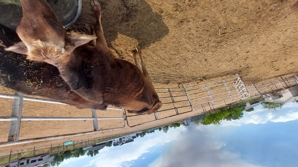 sheep, goats, and cows for sale