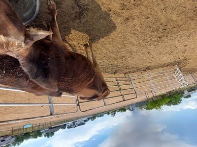 sheep, goats, and cows for sale