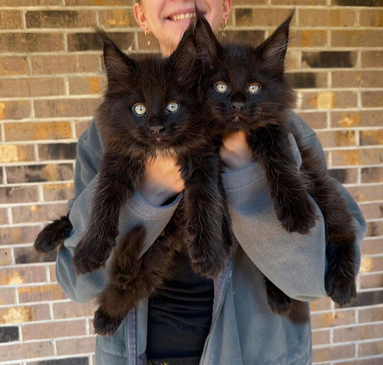 TICA Maine Coon Kittens