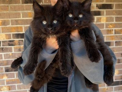 TICA Maine Coon Kittens